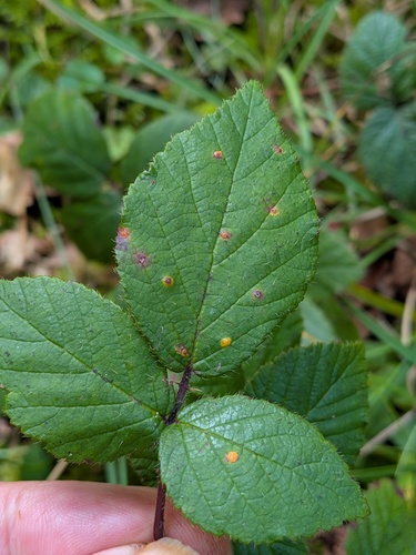 pale bramble rust
