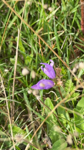 clustered bellflower