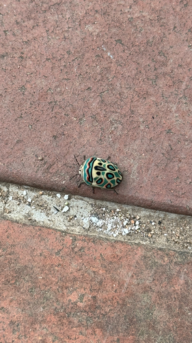 Picasso Bug