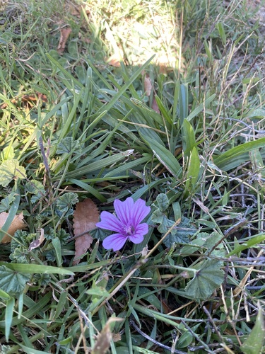 Common Mallow