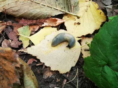 Black-headed Slug