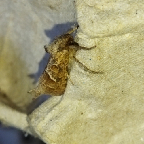 Triodia amasinus