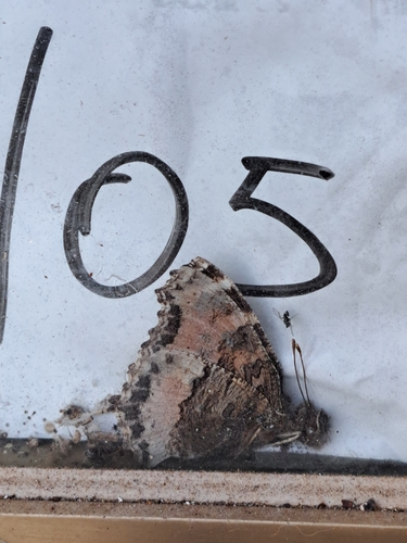 Large Tortoiseshell