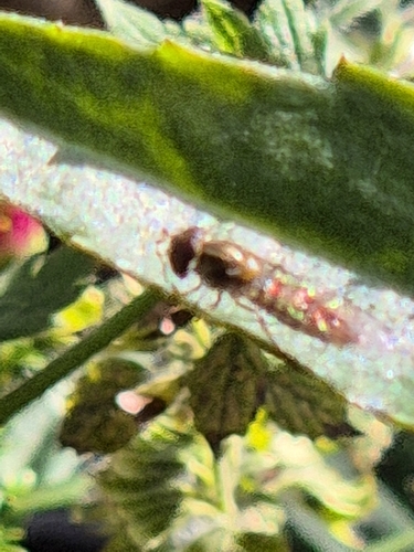 Marmalade Hover Fly