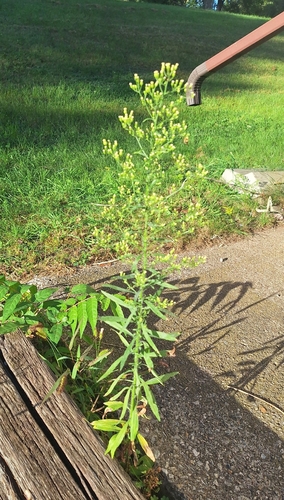 horseweed