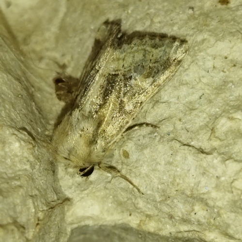 Dumeril's Rustic