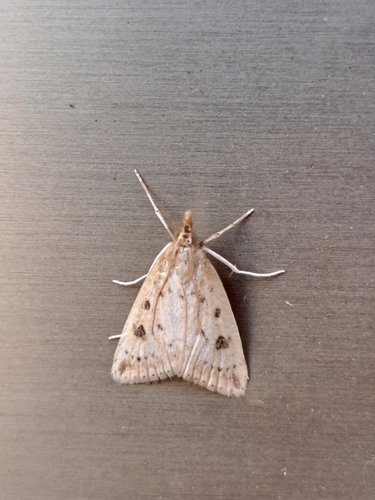 Udea numeralis