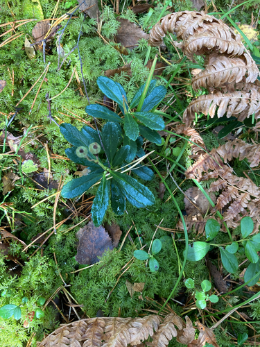 pipsissewa