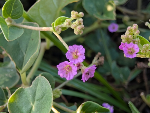Boerhavia repens observed 2026-09-23