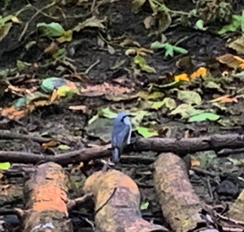 Eurasian Nuthatch