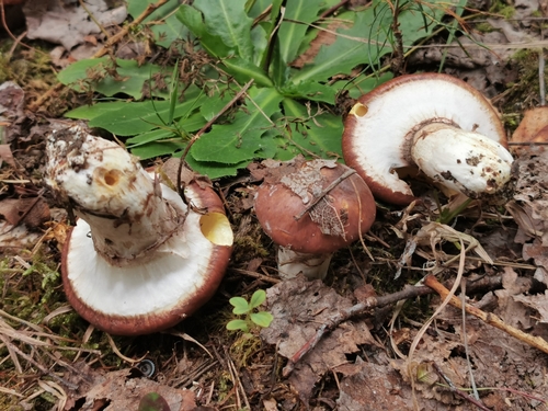 Purple-veiled Slippery Jack