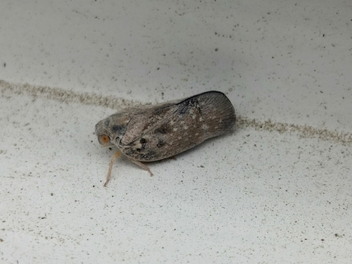 Citrus Flatid Planthopper
