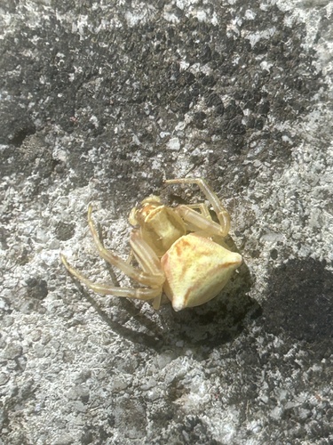 Heather crab spider