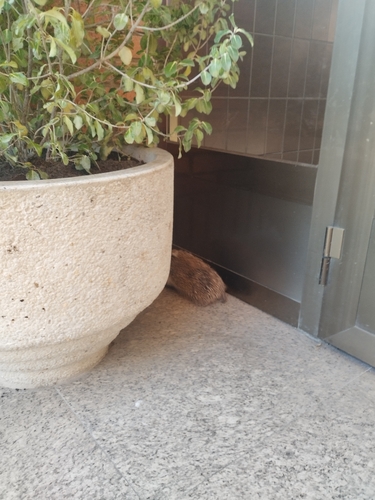 Common Hedgehog