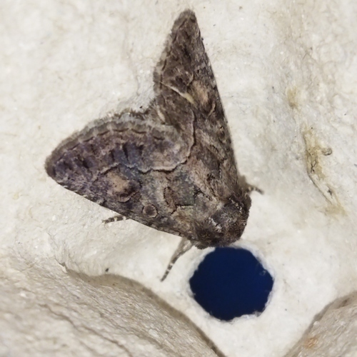 Straw Underwing