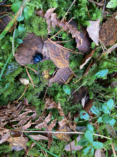 Woodland Dor Beetle
