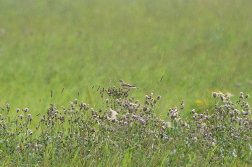 Northern Wheatear
