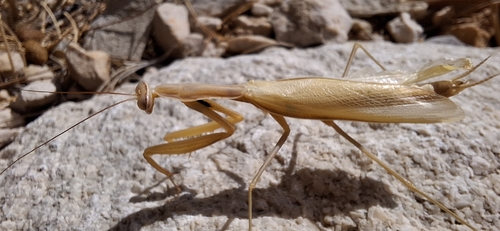 European Mantis