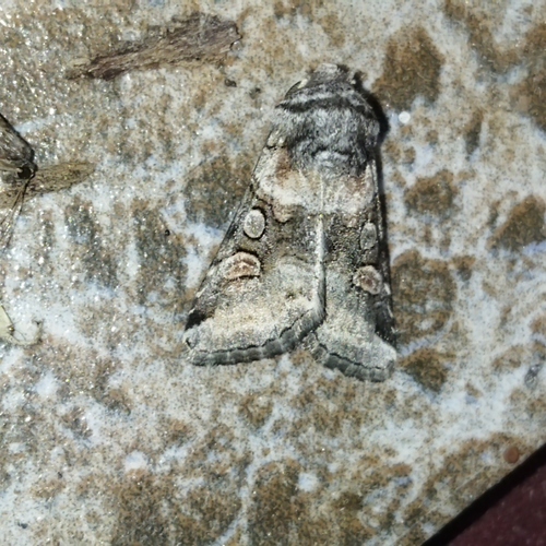 Cleoceris scoriacea