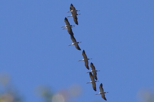 Common Crane