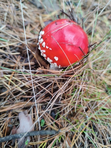 Fly Agaric