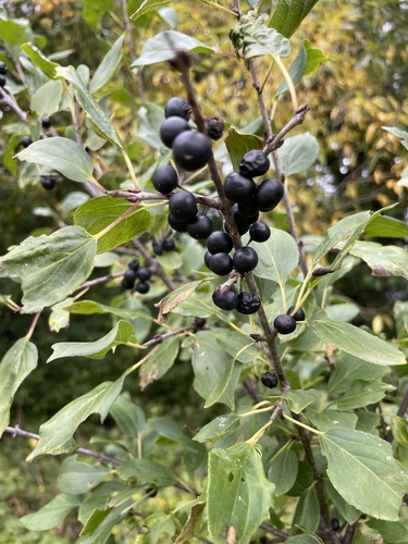 common buckthorn
