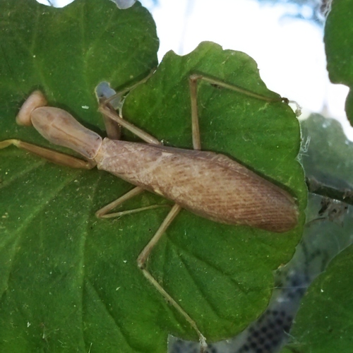 Transcaucasian Giant Mantis
