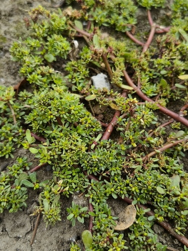 Common Purslane