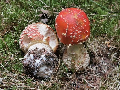 Fly Agaric