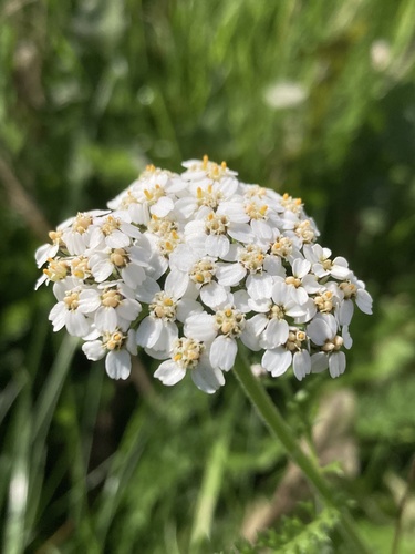 common yarrow