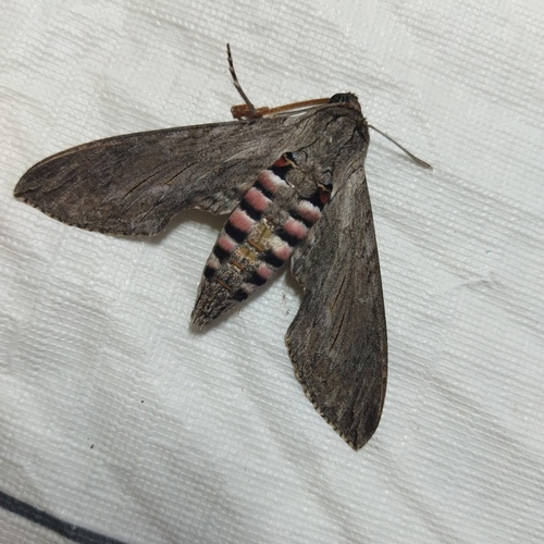Convolvulus Hawkmoth