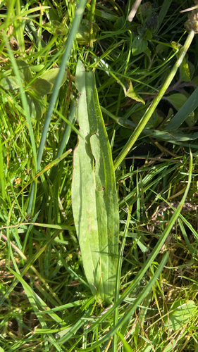 ribwort plantain