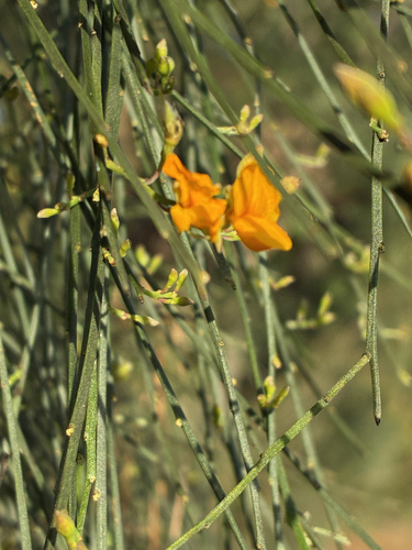 winged broom-pea