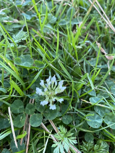 white clover