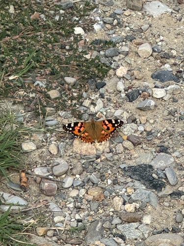 Painted Lady