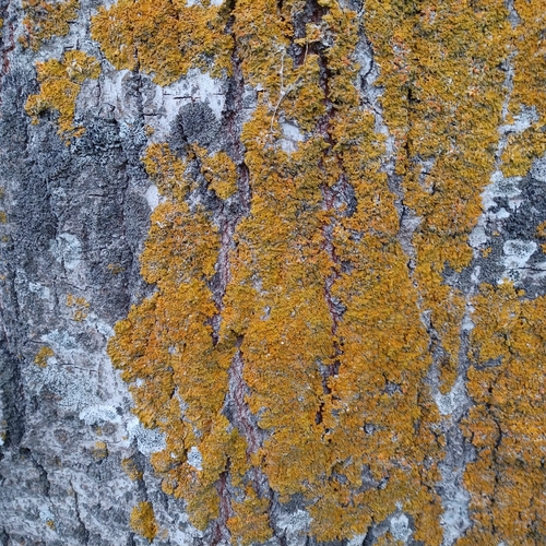 Common Sunburst Lichen