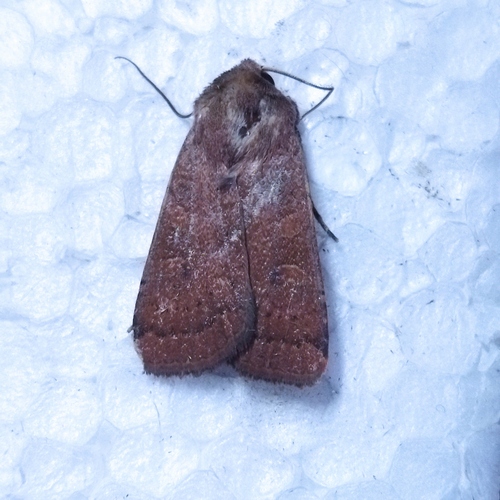 Square-spot Rustic