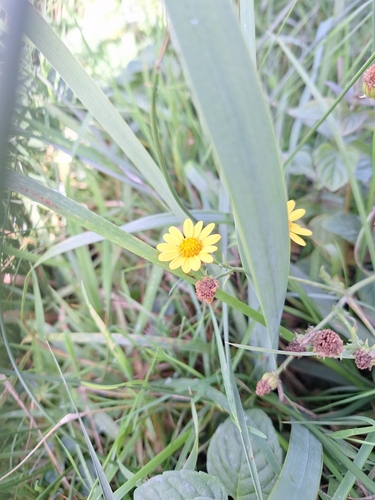 Narrow-leaved Ragwort