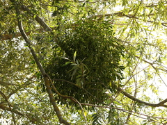 Viscum album
