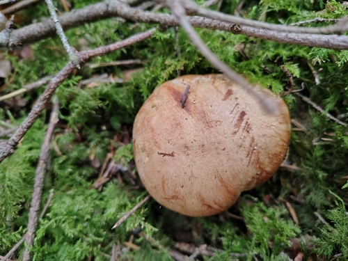 Butyriboletus subappendiculatus