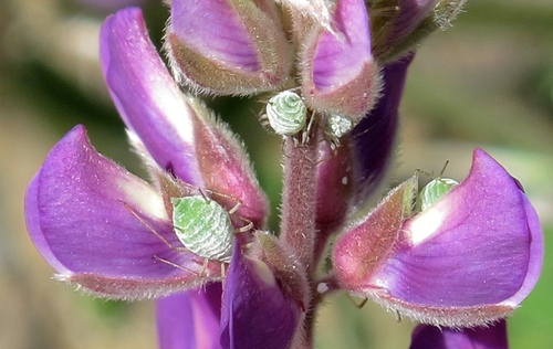 Lupine Aphid
