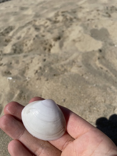 White Trough Shell