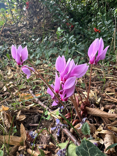 Ivy-leaved cyclamen