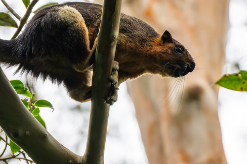 Pale Giant Squirrel