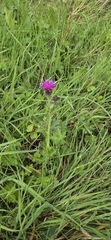 Carduus crispus