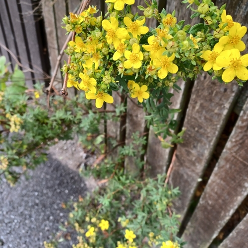 shrubby cinquefoil