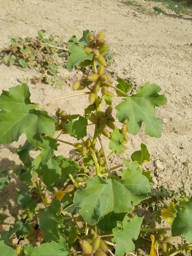 common cocklebur