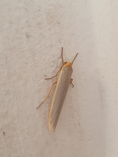 Hoary Footman