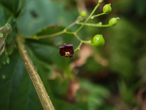 Ningpo figwort