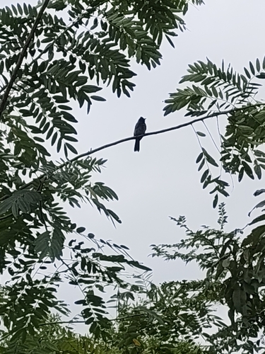 Red-vented Bulbul